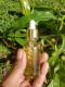 BUY JEZEBEL RITUAL OIL FOR ATTRACTING POTENTIAL CLIENTS +27678419739