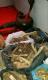 100% GUARANTEED VOODOO FERTILITY SPELL +27736847115 EQUATORIAL GUINEA, PAPUA NEW GUINEA, GUINEA-BISS